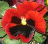 Pansy Delta Premium Red with Blotch