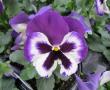 Pansy Delta Premium Violet and White