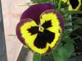 Pansy Delta Premium Yellow with Purple Wing