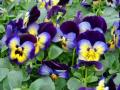 Pansy Matrix Midnight Glow  Bicolor 