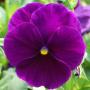 Pansy Matrix Purple 