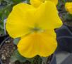 Pansy Matrix Yellow