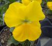 Pansy Matrix Yellow