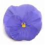 Pansy Spring Matrix Blue