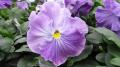 Pansy Spring Matrix Lavender Shades