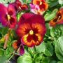 Pansy Wine Flash Burgundy/Yellow 