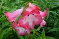 Penstemon Phoenix Pink