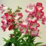 Penstemon Phoenix Pink