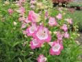 Penstemon Phoenix Pink