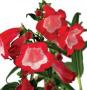 Penstemon Phoenix Red Penstemon Phoenix Red