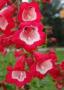 Penstemon Phoenix Red