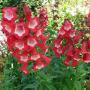 Penstemon Phoenix Red