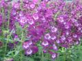 Penstemon Phoenix Violet