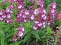 Penstemon Phoenix Violet