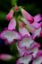 Penstemon Phoenix Violet