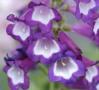 Penstemon Phoenix Violet