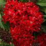 Pentas Lucky Dark Red