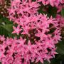 Pentas lucky star pink