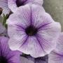 Petunia Glow Blue Vein