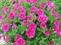 Petunia Glow Hot Pink