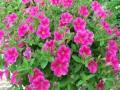 Petunia Glow Hot Pink