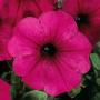 Petunia Headliner Electric Purple Sky