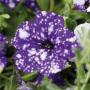 Petunia Headliner™ Night Sky