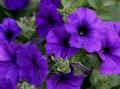 Petunia Hurrah Blue