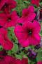 Petunia Hurrah Velvet