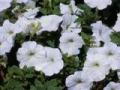 Petunia Hurrah White