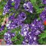 Petunia Night Sky