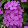 Phlox Gisele Violet