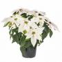 Poinsettia Princettia Max White