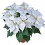 Poinsettia Alaska White 