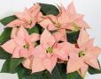 Poinsettia Christmas Beauty Cinnamon