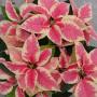 Poinsettia Christmas Beauty Marble