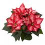 Poinsettia Beauty Princess