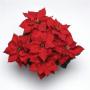 Poinsettia Christmas Bells Red