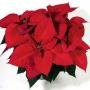 Poinsettia Christmas Eve Red