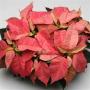 Poinsettia Christmas Feelings Red Cinnamon