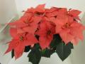 Poinsettia Mars Pink