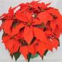 Poinsettia Orange Spice