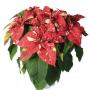 Poinsettia Supurba Glitter 