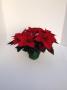 Poinsettia Christmas Day Red