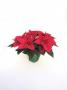 Poinsettia Christmas Day Red