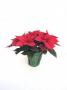 Poinsettia Christmas Day Red