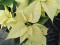 Poinsettia Christmas Feelings White