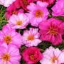 Portulaca Happy Hour Pink Passion Mix