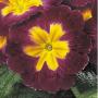 Primrose Danova Burgundy Bicolor