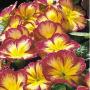 Primrose Danova Yellow Red Bicolor